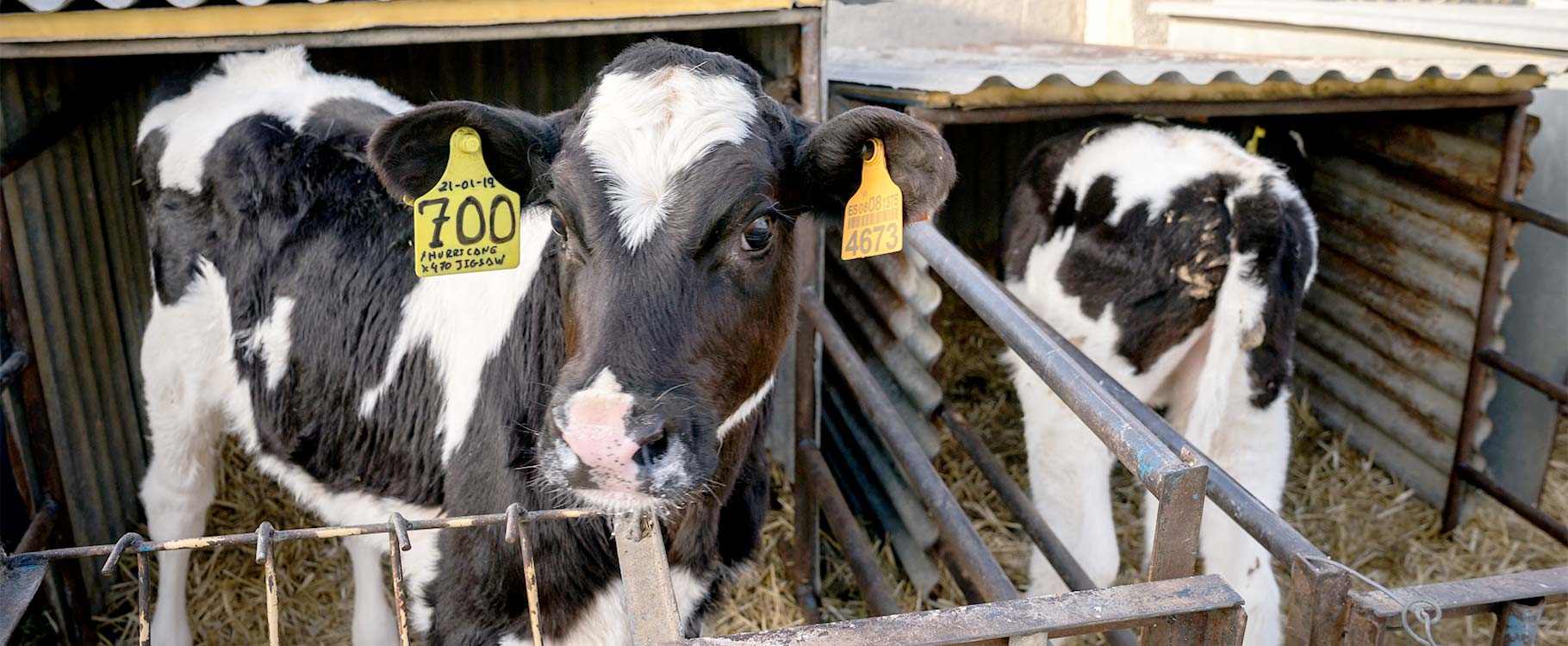Slider de venta de ganado bovino, varias vacas pequeñas de Agropecuaria Carro Slider de venta de ganado bovino, varias vacas pequeñas de Agropecuaria Carro