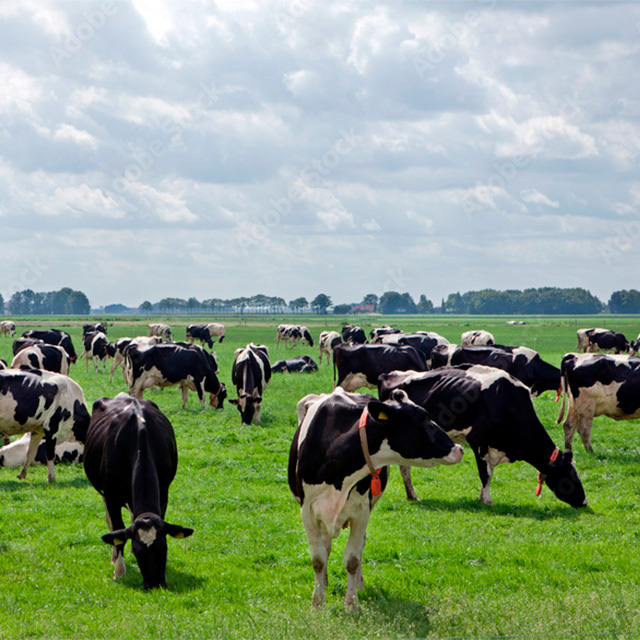 Campo con muchas vacas pastando, servicio de ganado de la Agropecuaria Carro