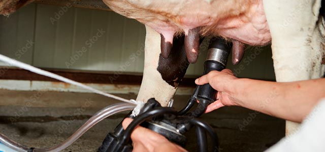 Innovadores instalaciones ganaderas para obtener leche de la Agropecuaria Carro