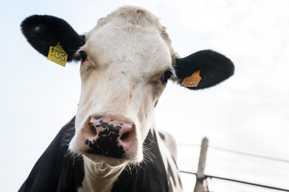 Vaca mirando a cámara de cerca, ganadería de leche