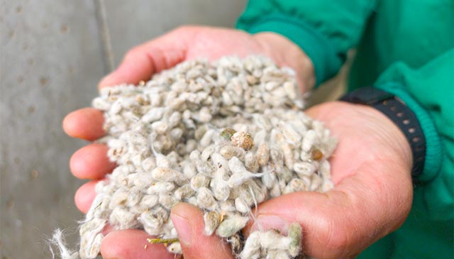 Alimento para ganado llamado algodón, aumenta la producción de leche