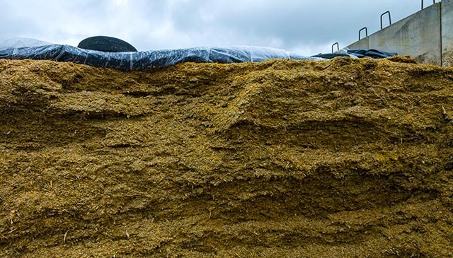 Alimento para ganado llamado cebada fermentada, fuente de vitaminas para las vacas