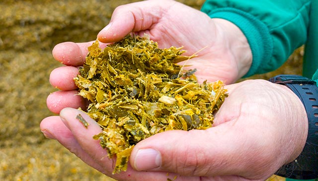 Alimento para el ganado llamado maíz fermentado, consigue menos diarreas y más inmunidad