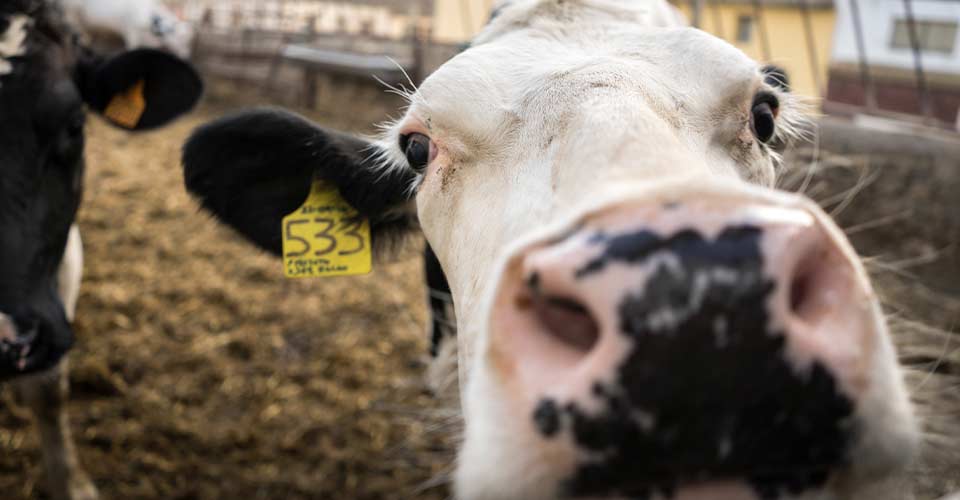 Vaca de cerca, productos alimentarios para el ganado de Agropecuaria Carro