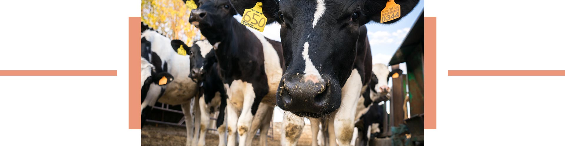 Vacas de la Agropecuaria Carro que dan leche natural de calidad vigilada