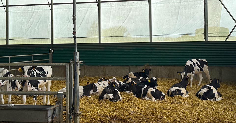 Vacas de la Agropecuaria Carro en los mejores cuidados, un espacio y clima óptimo